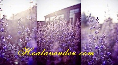 {Đừng bỏ lỡ} Địa chỉ bán sỉ hoa Lavender tại Tp.HCM
